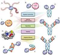 Antibodies 02 00426 g001 200