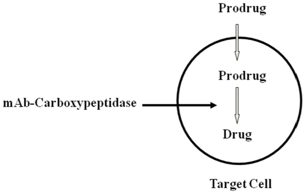 Antibodies 02 00452 g002 1024
