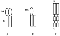 Antibodies 02 00452 g004 200