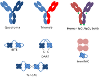 Antibodies 02 00452 g005 200