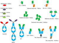 Antibodies 02 00452 g006 200