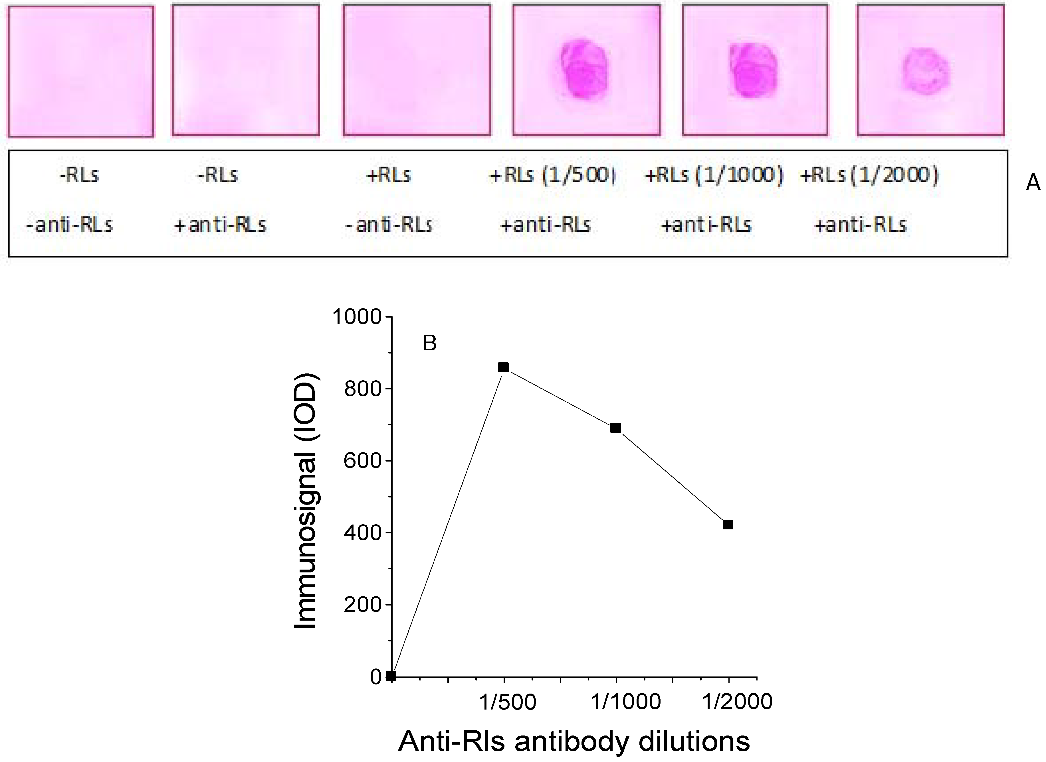 Antibodies 02 00501 g003
