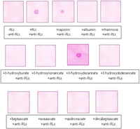 Antibodies 02 00501 g005 200