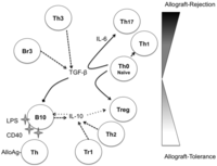 Antibodies 02 00587 g001 200