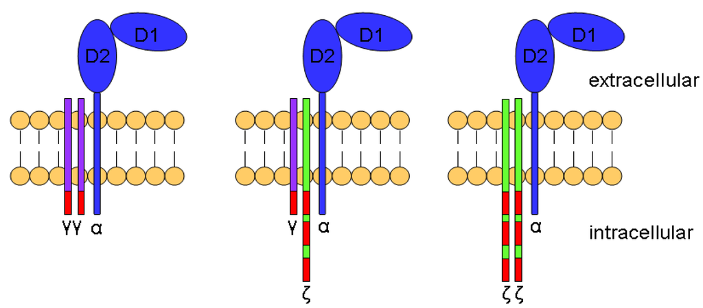Antibodies 02 00617 g001 1024