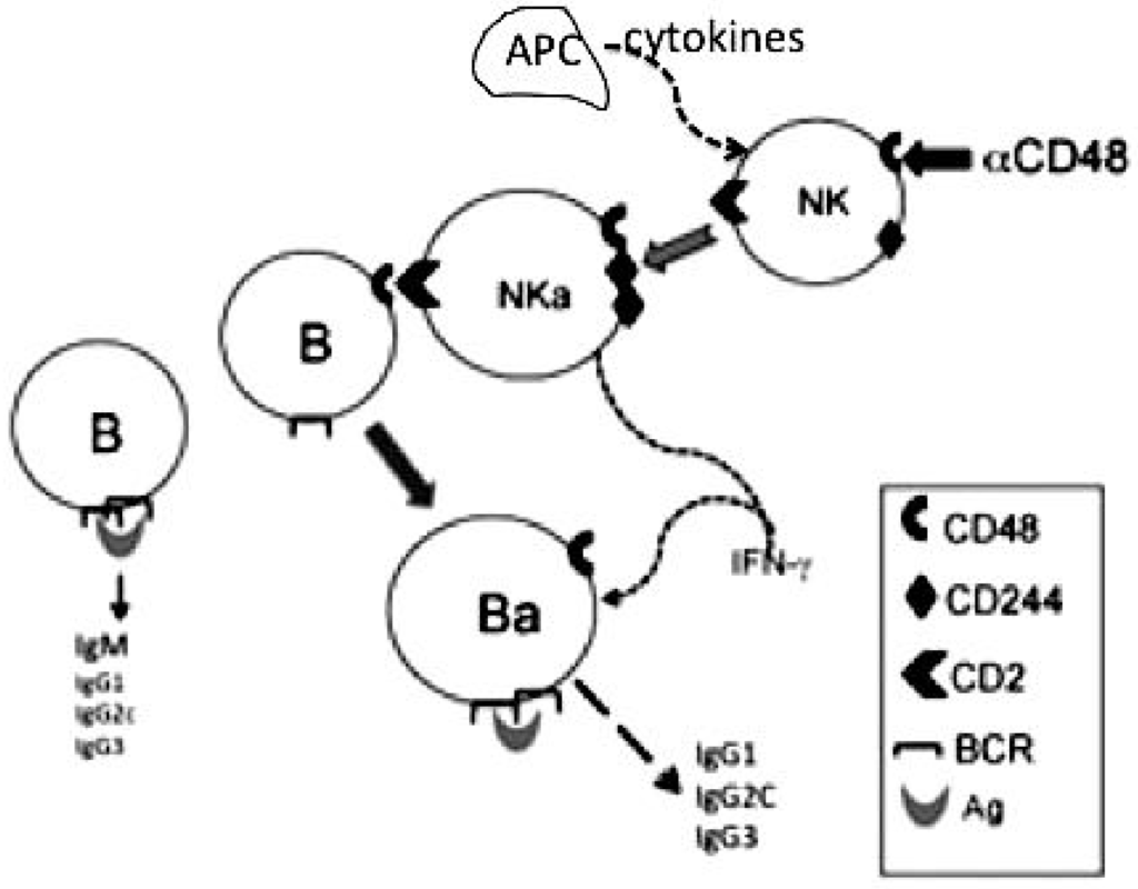 Antibodies 03 00001 g002 1024