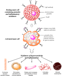 Antibodies 03 00056 g001 200