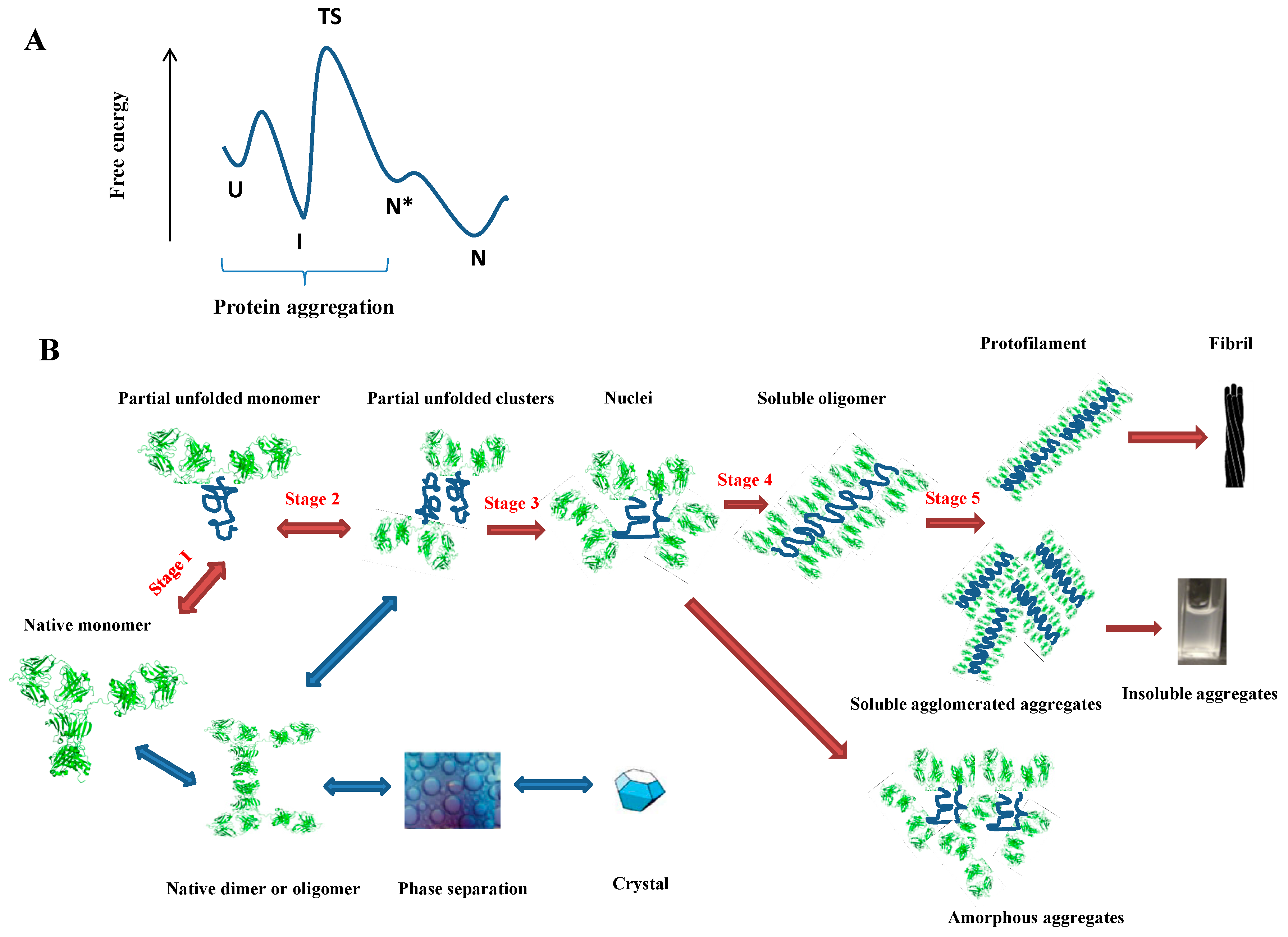 Function And Behavior Of The Protein Immunoglobulin