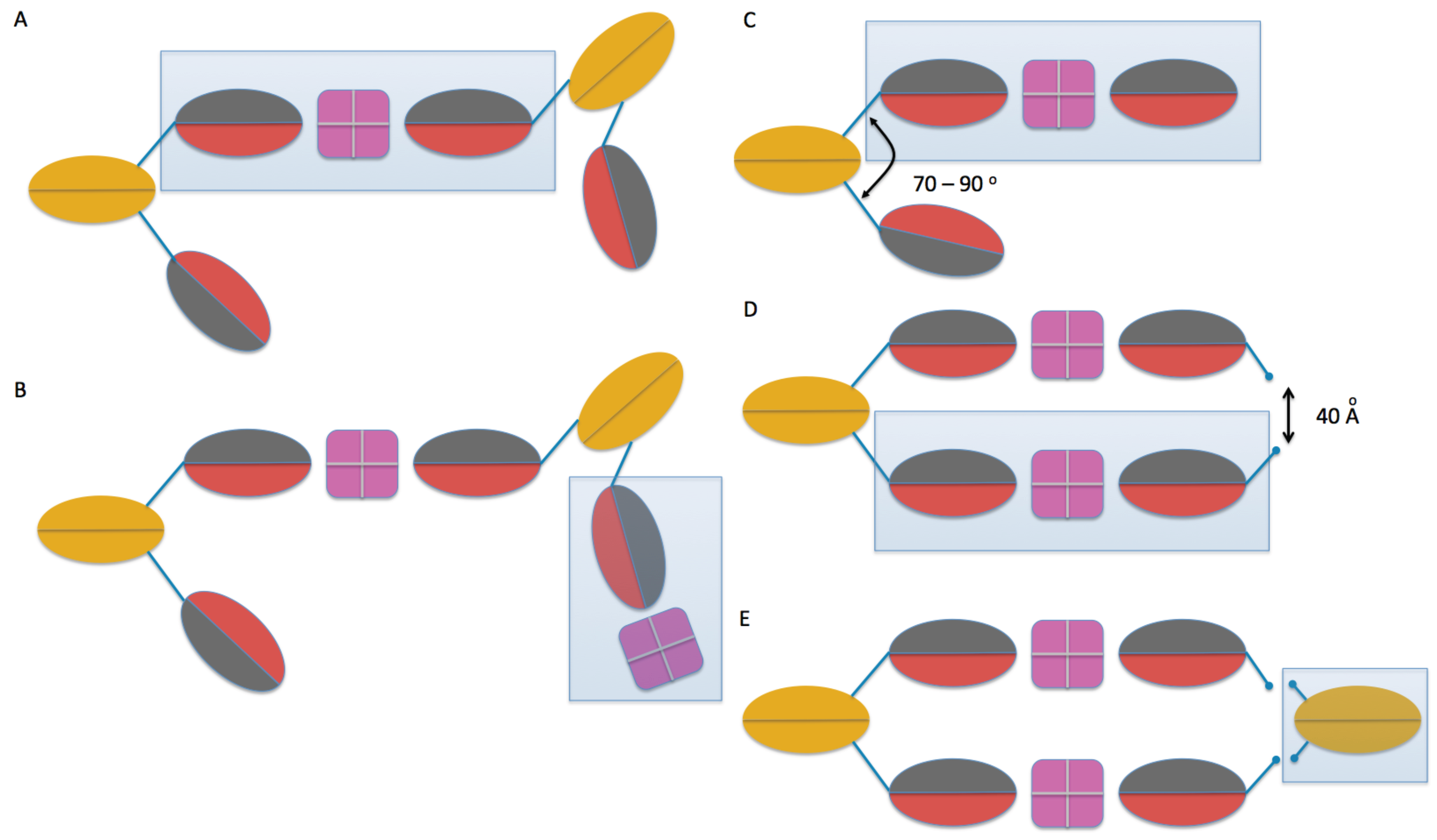 Antibodies 06 00025 g010