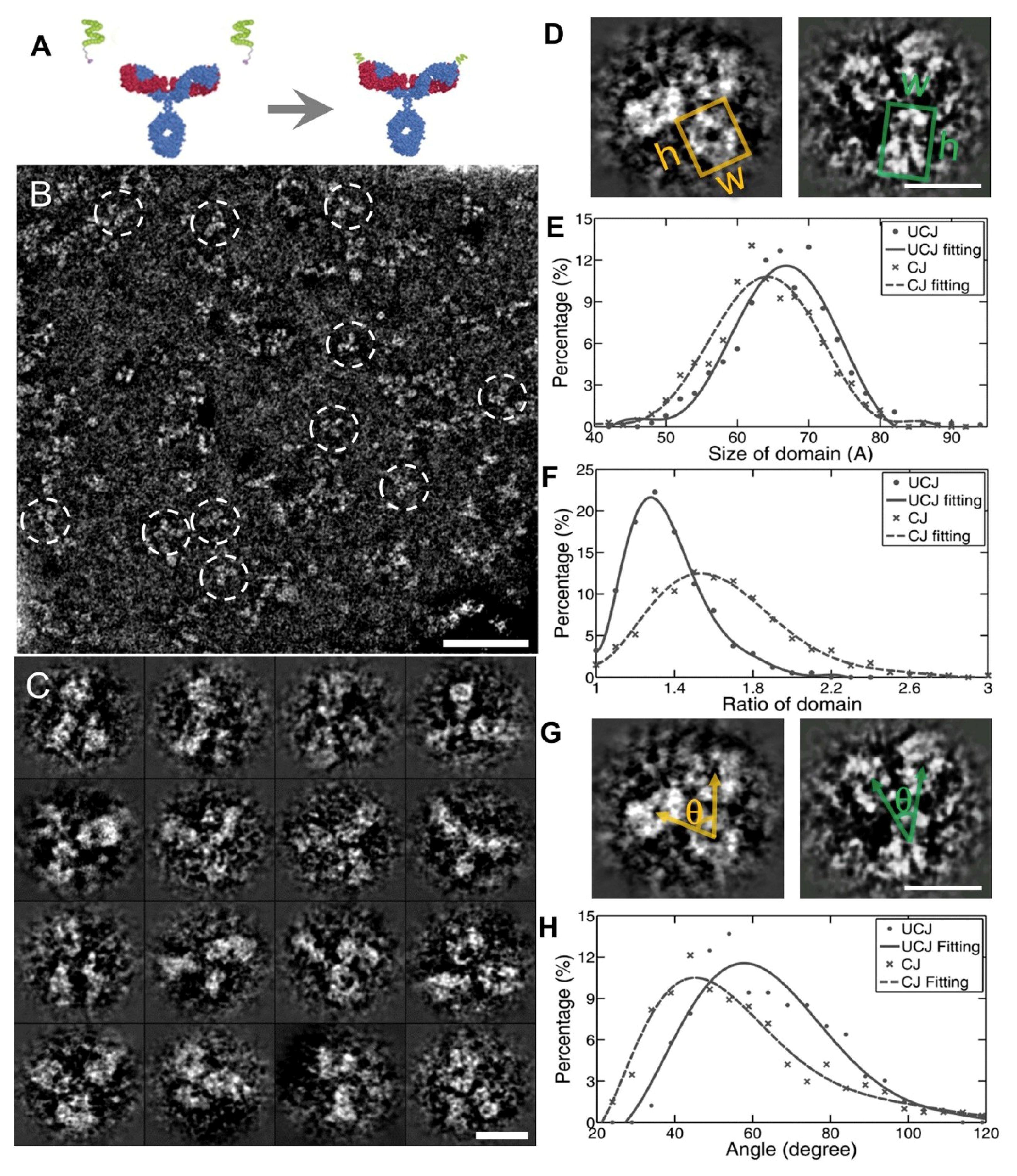 Antibodies 07 00018 g007