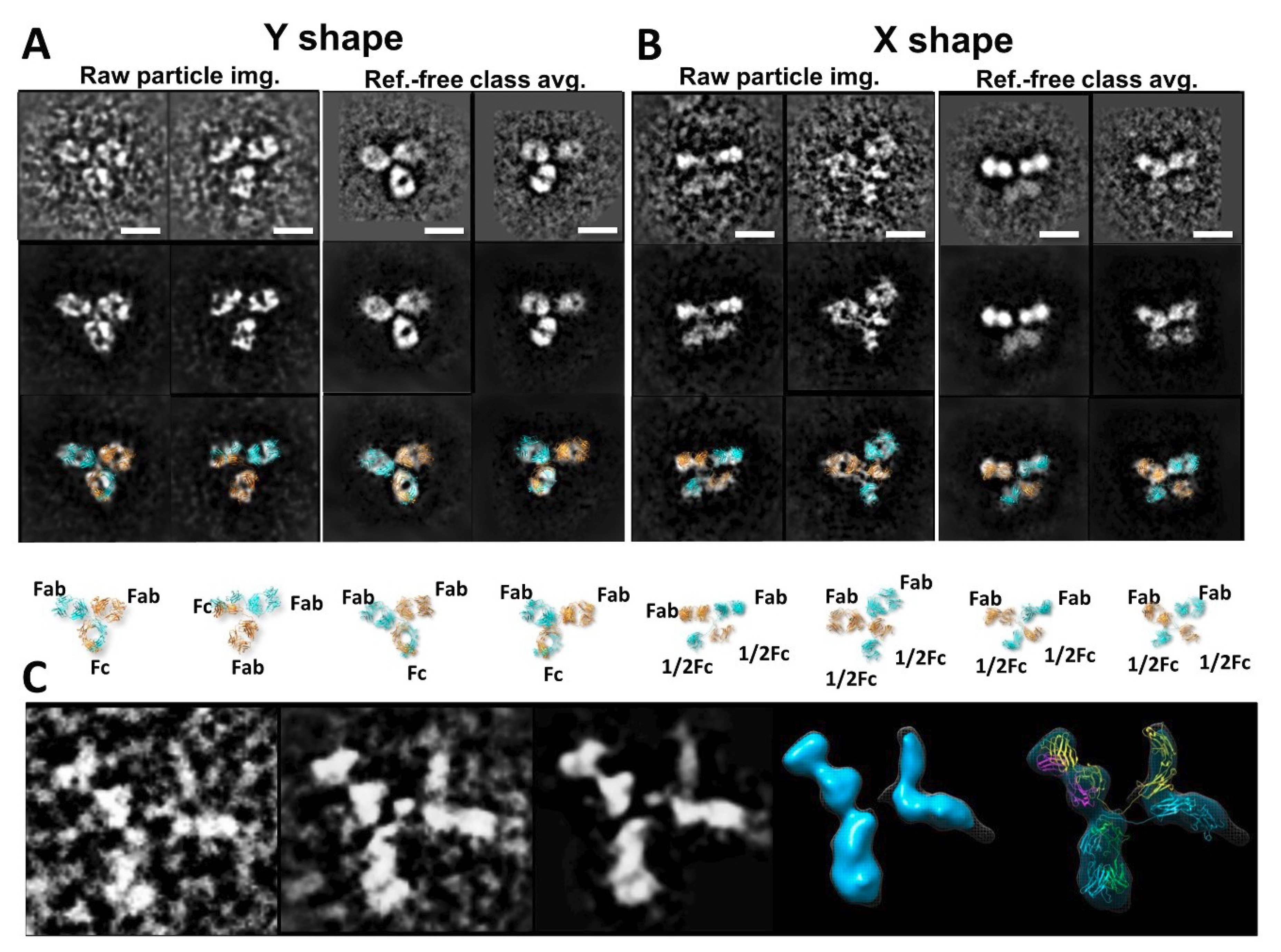 Antibodies 07 00018 g009