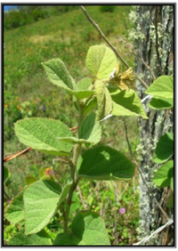 Antioxidants 01 00033 g001 200
