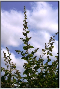 Antioxidants 01 00033 g002 200