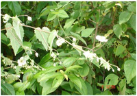 Antioxidants 01 00033 g003 200