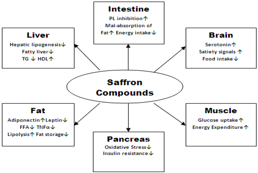Antioxidants 02 00293 g002 1024