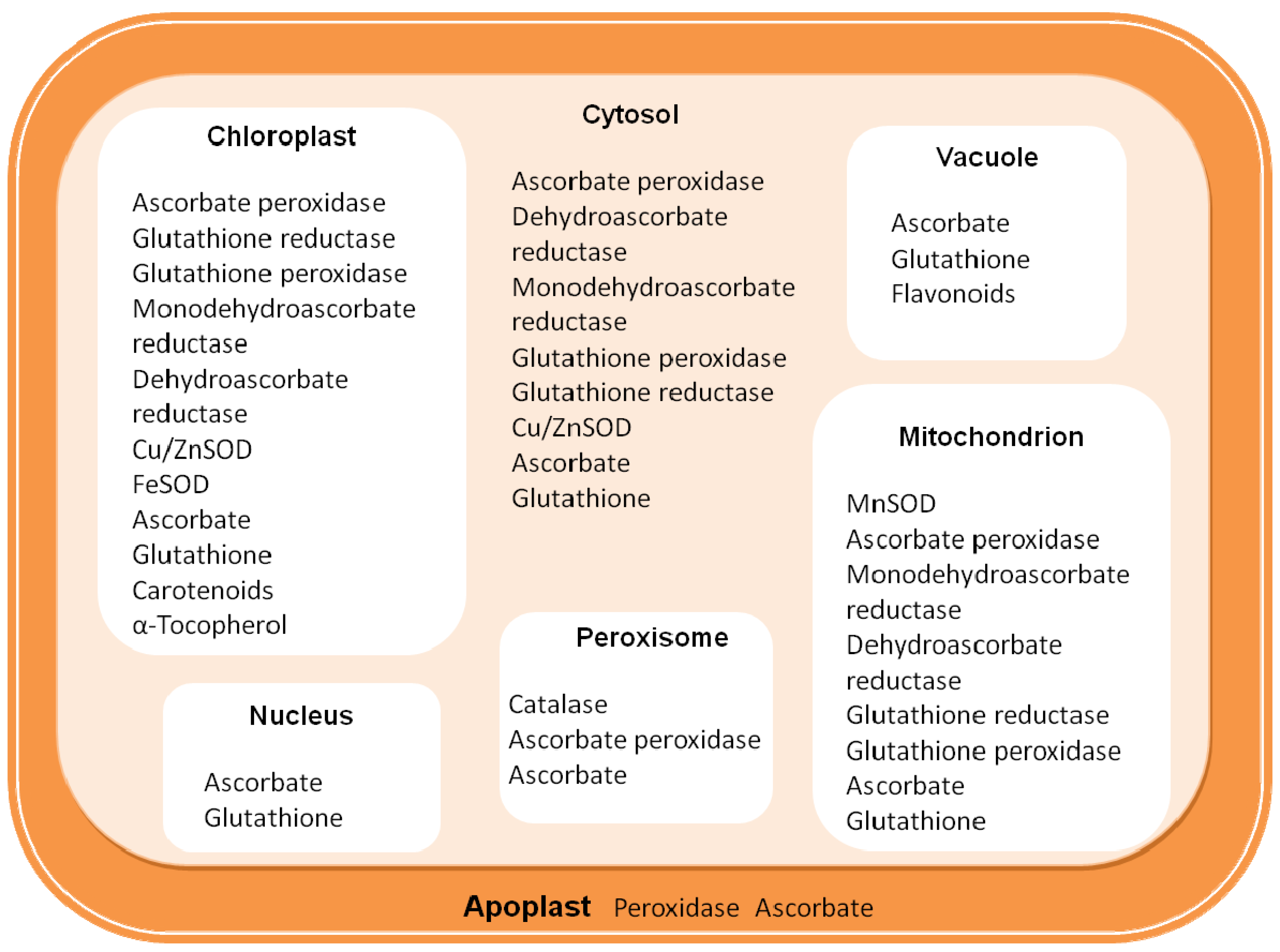 Antioxidants Free FullText Antioxidant Defenses in Plants with