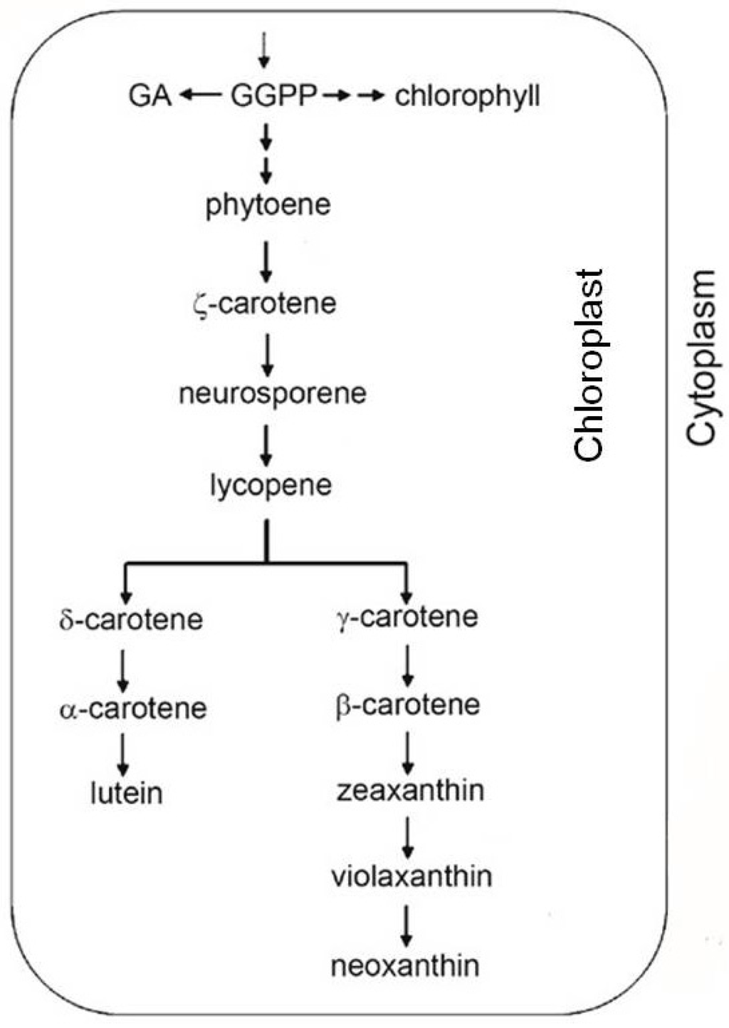 Antioxidants 02 00340 g005 1024