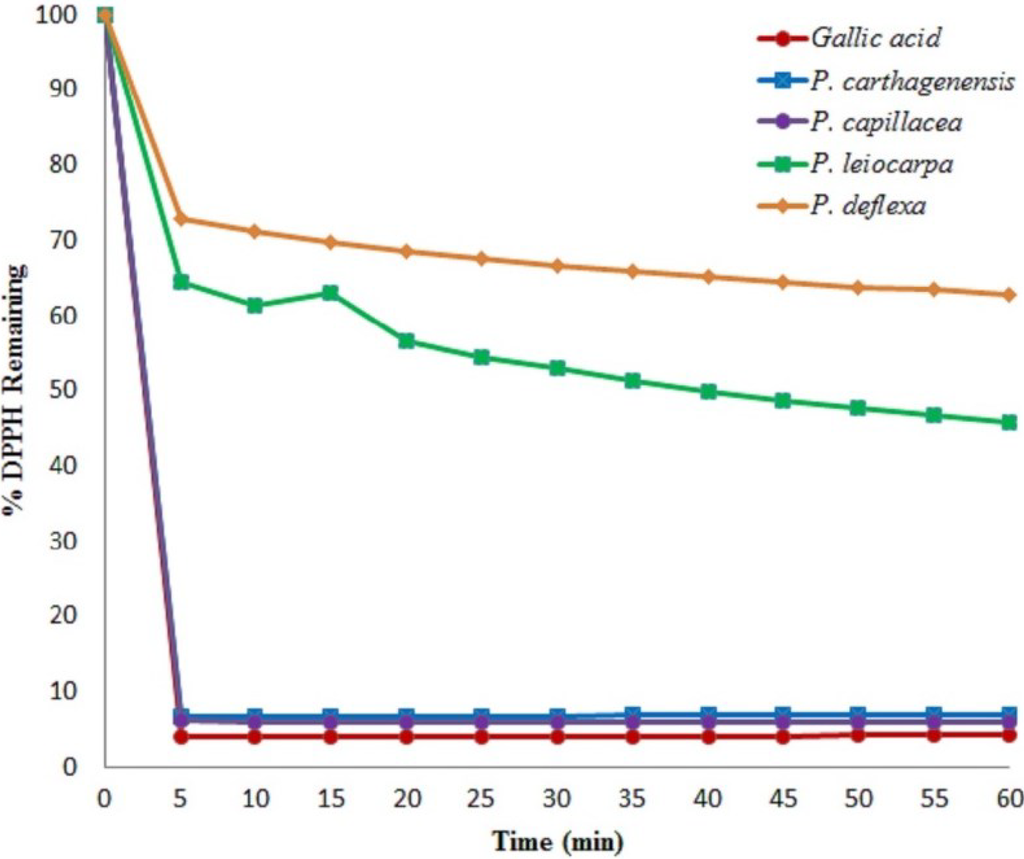 In vitro antioxidant activity thesis