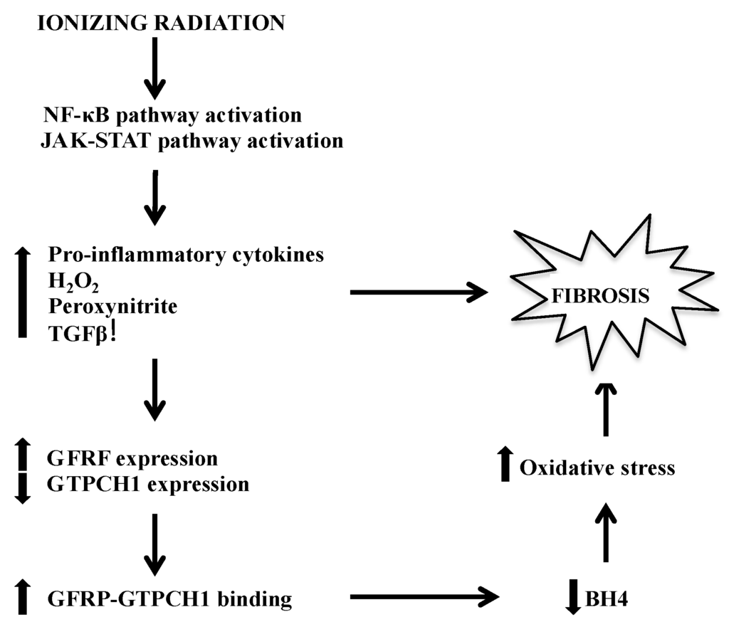 Antioxidants 04 00068 g001 1024