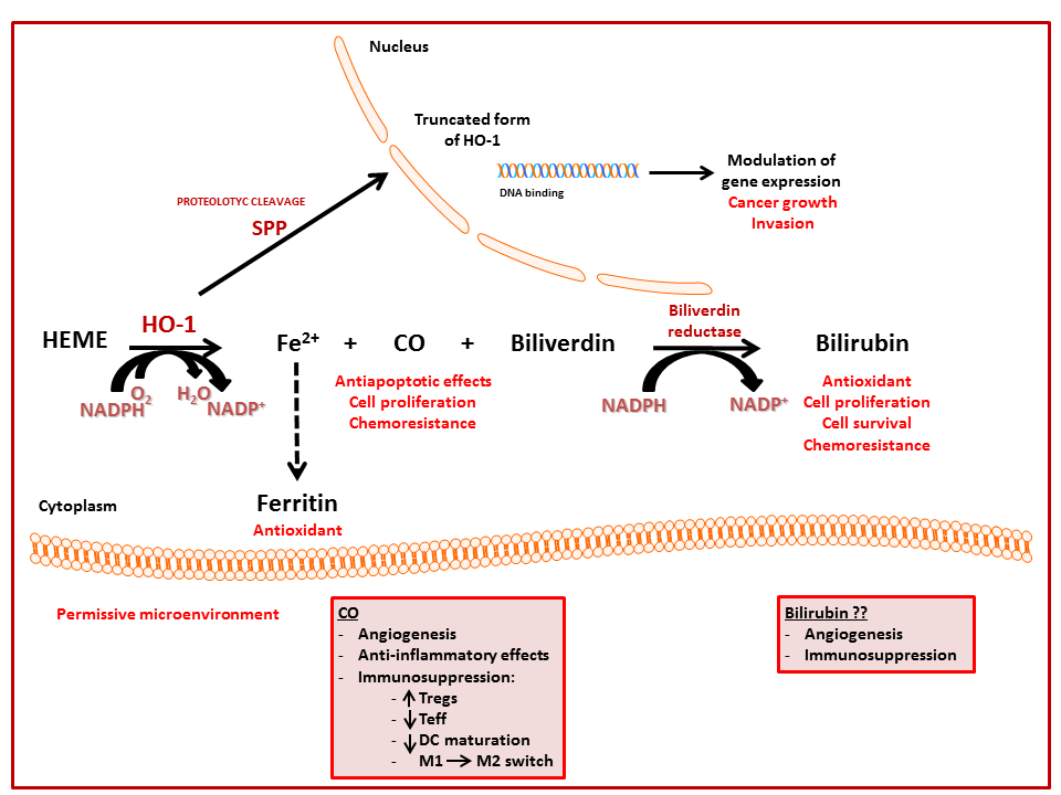 Antioxidants 06 00029 g003