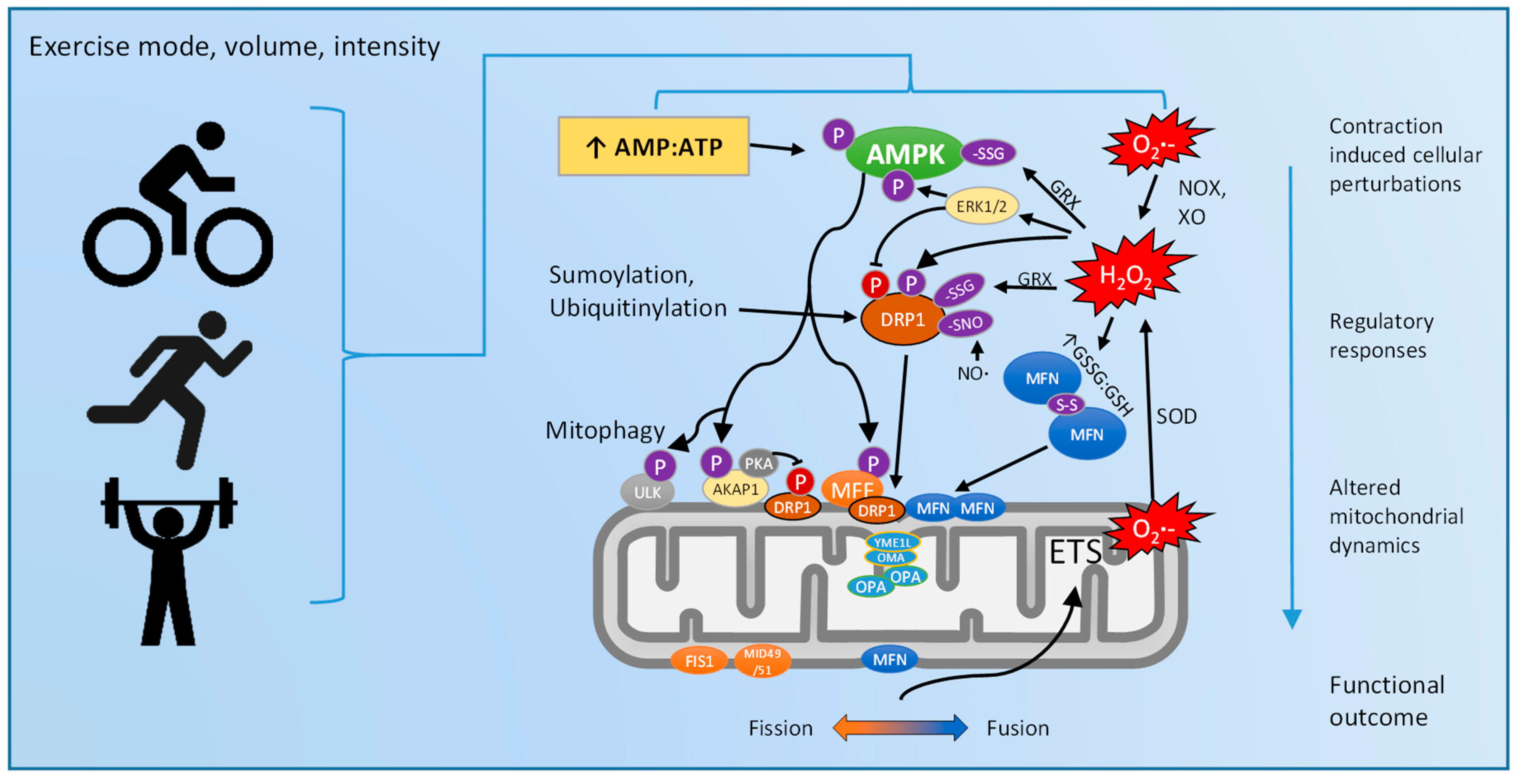 Exercise and Mitochondrial Dynamics ... Biology Diagrams