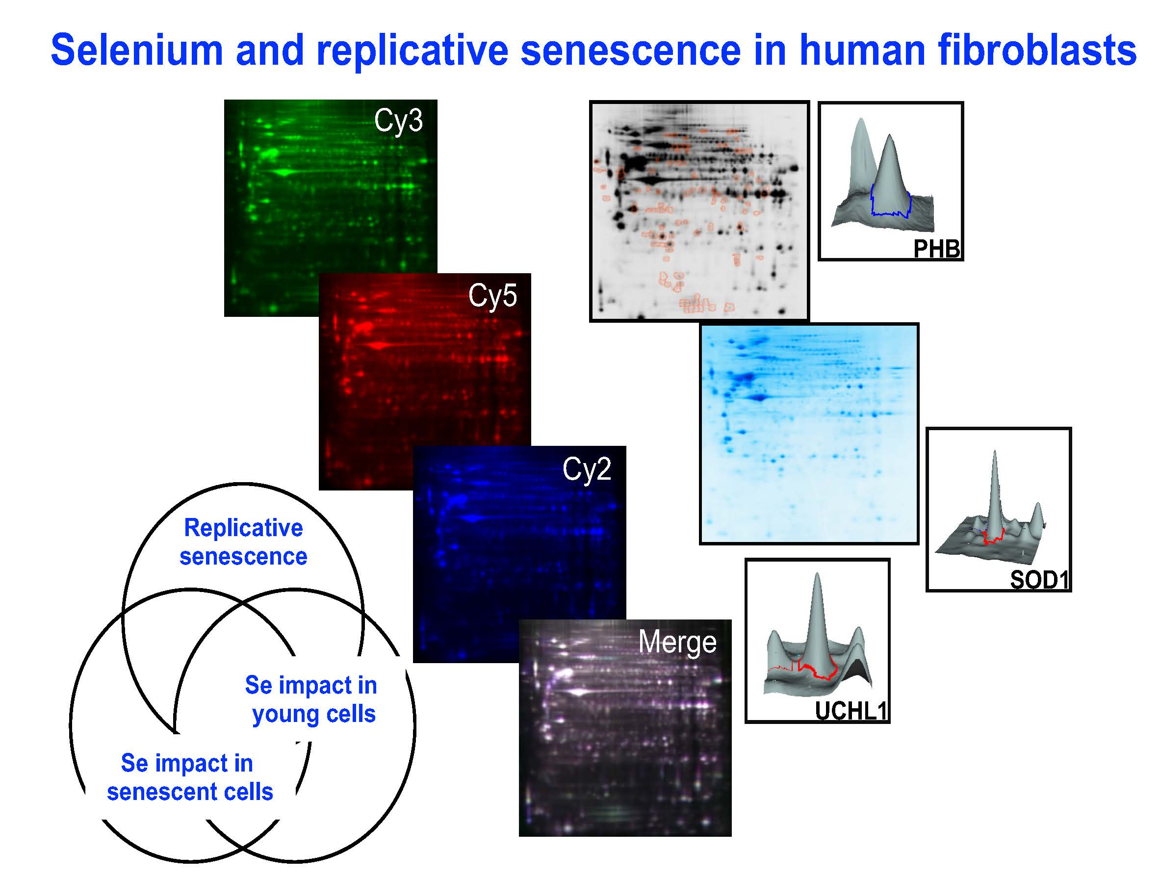 Antioxidants An Open Access Journal from MDPI
