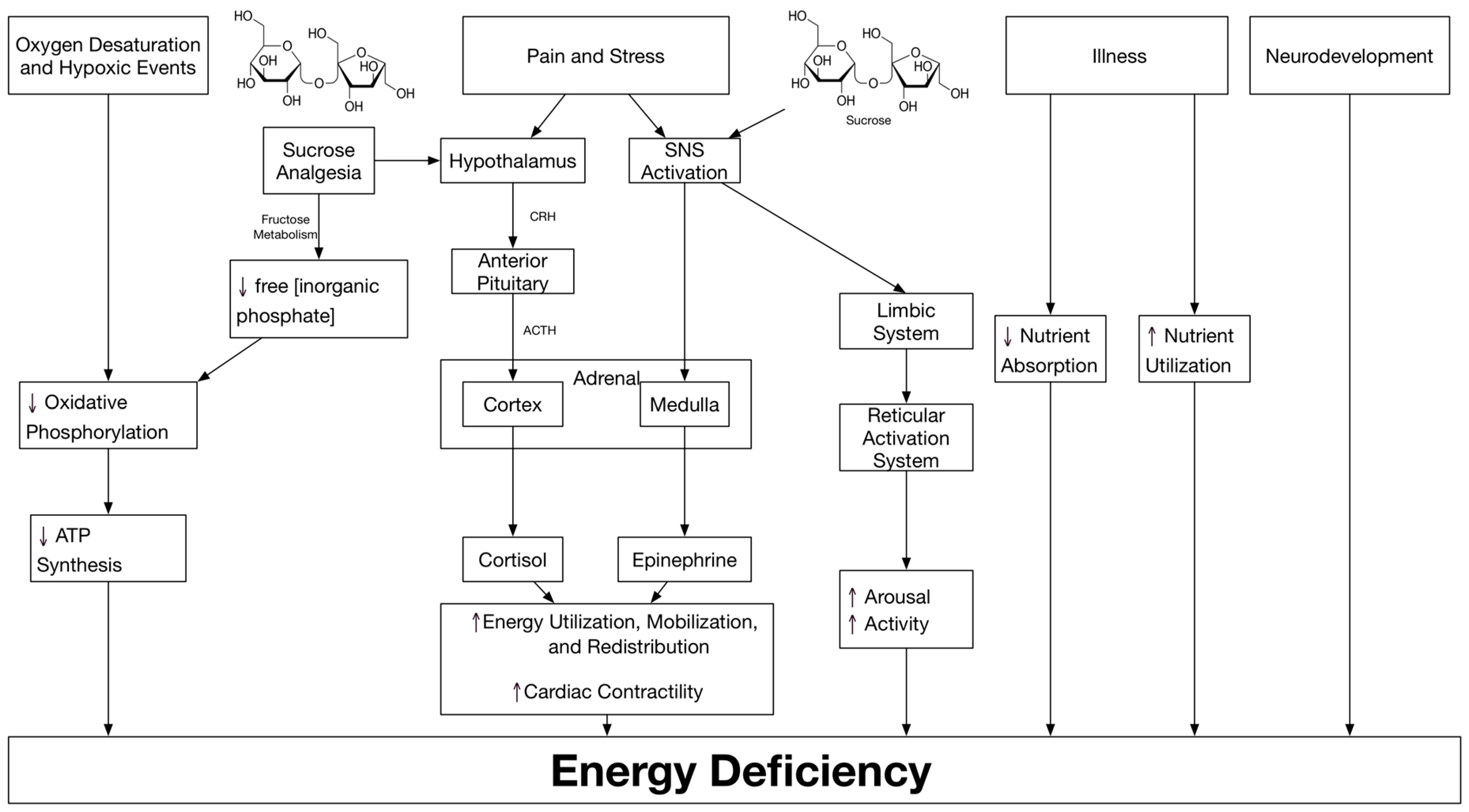 antioxidants free full text the energy costs of prematurity and select the highest energy form of adenosine from the following images