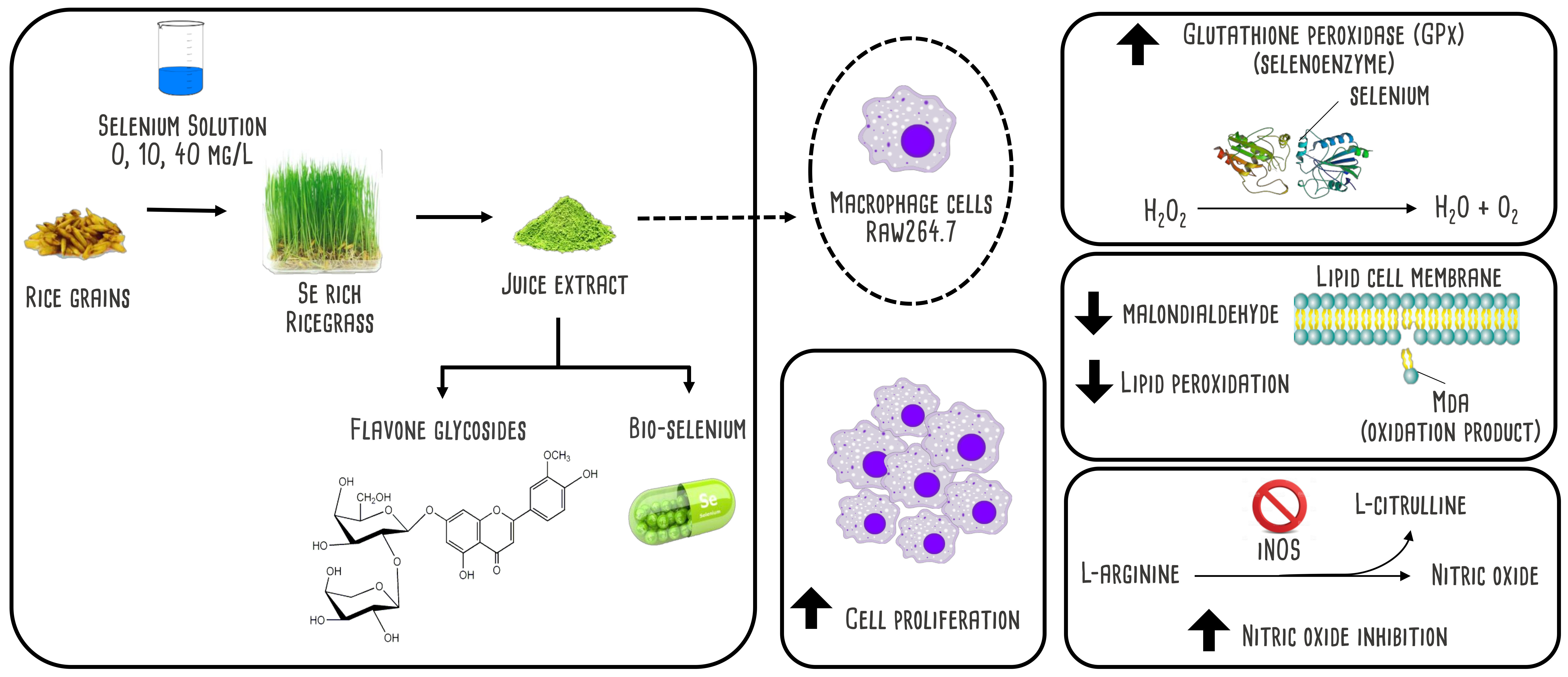 Antioxidants Free FullText SeleniumRich Ricegrass Juice Improves Antioxidant Properties