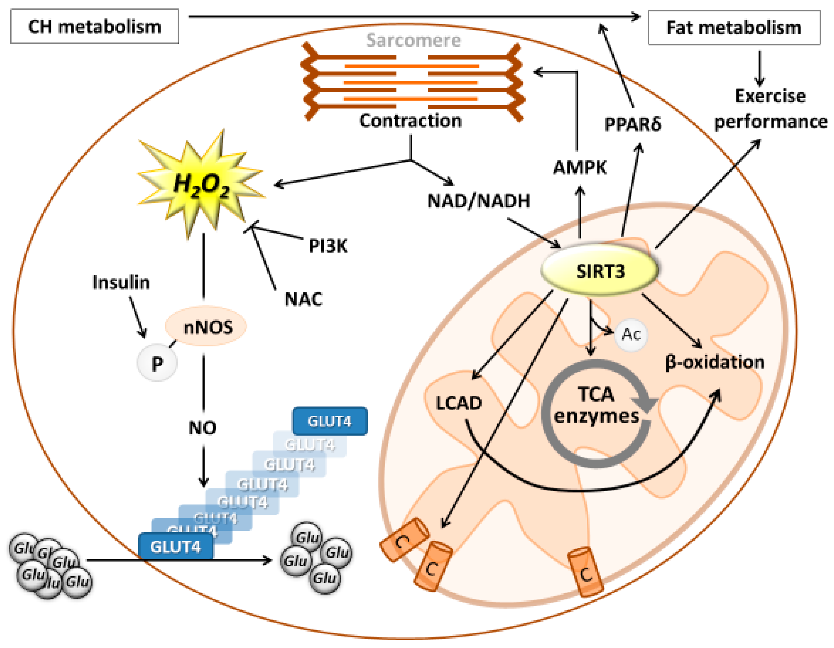 Antioxidants Free FullText Reactive Oxygen and Nitrogen Species