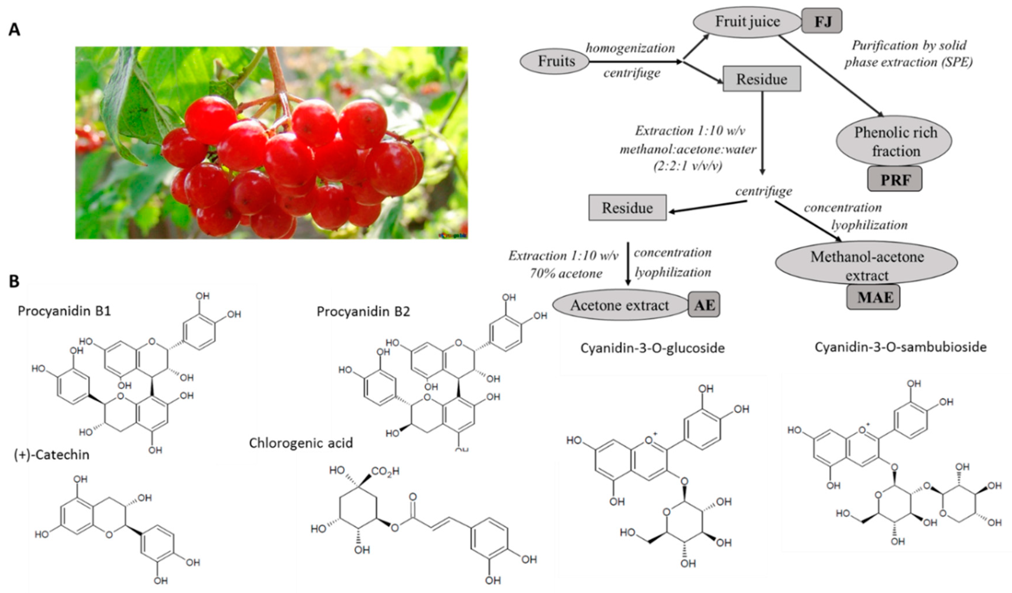 Antioxidants 08 00262 g001