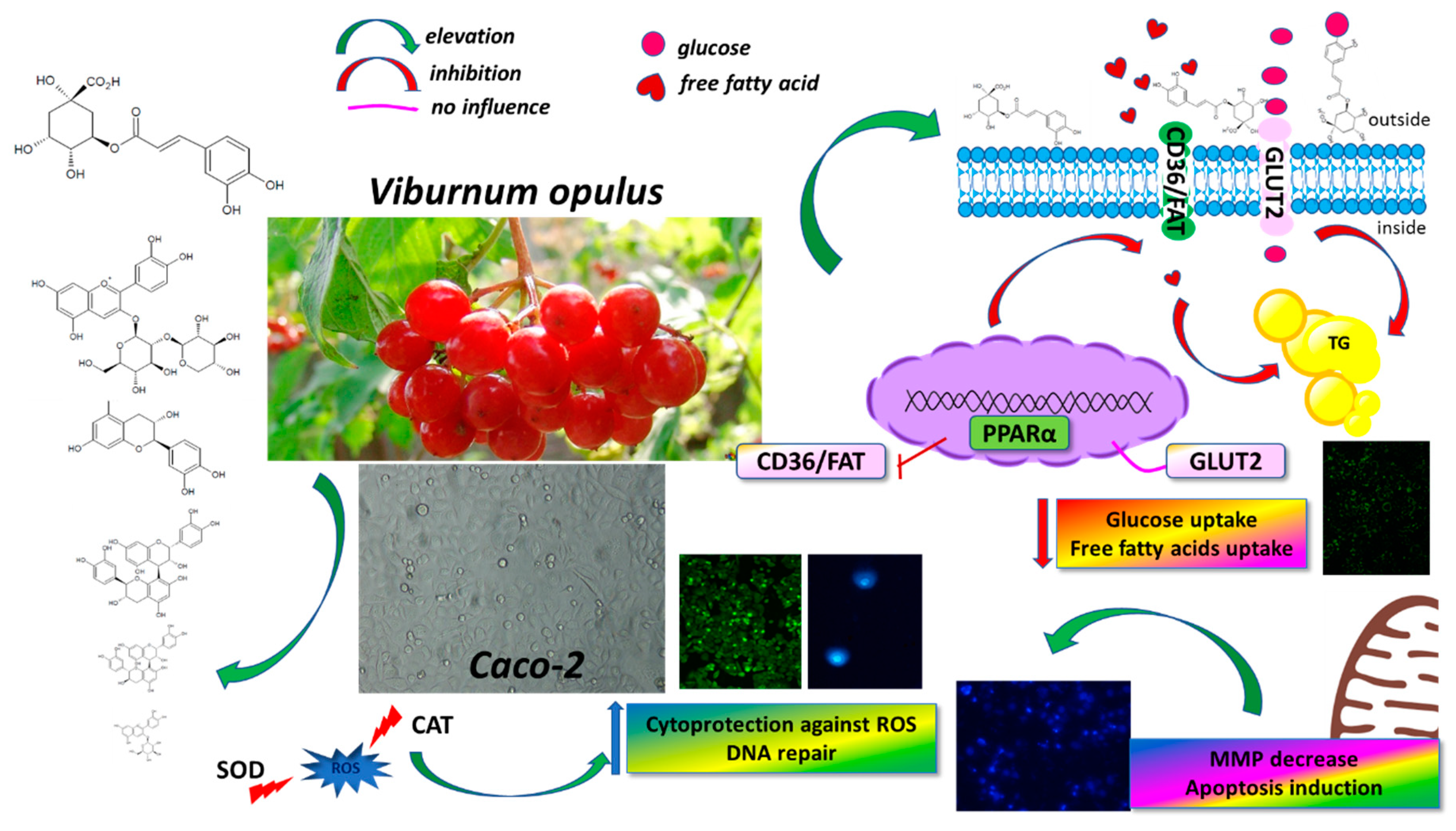 Antioxidants 08 00262 g013