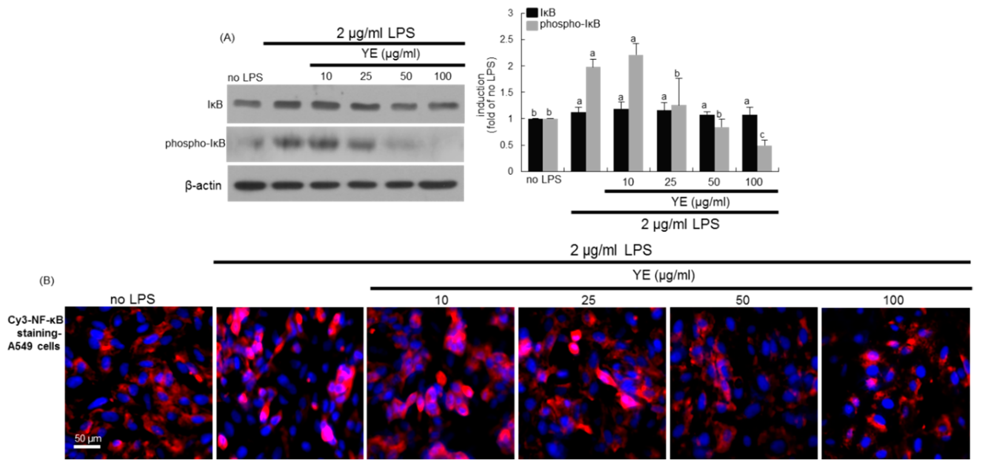 Antioxidants 08 00349 g008 Antioxidants 08 00349 g008