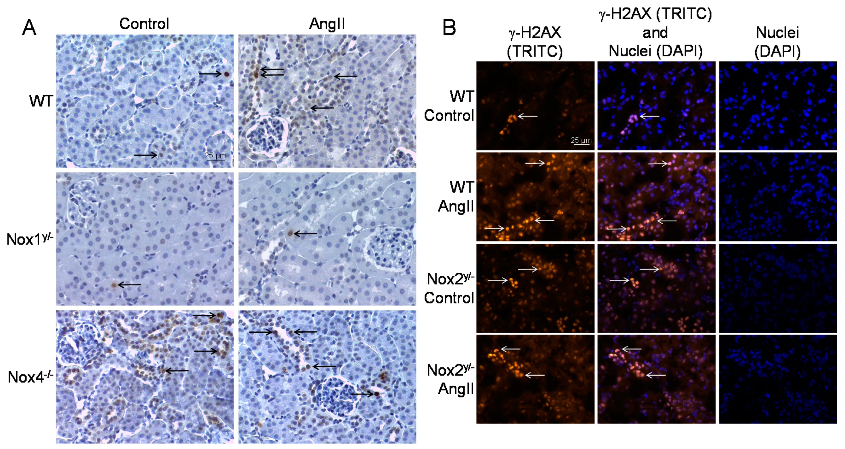 Antioxidants 09 00586 g006