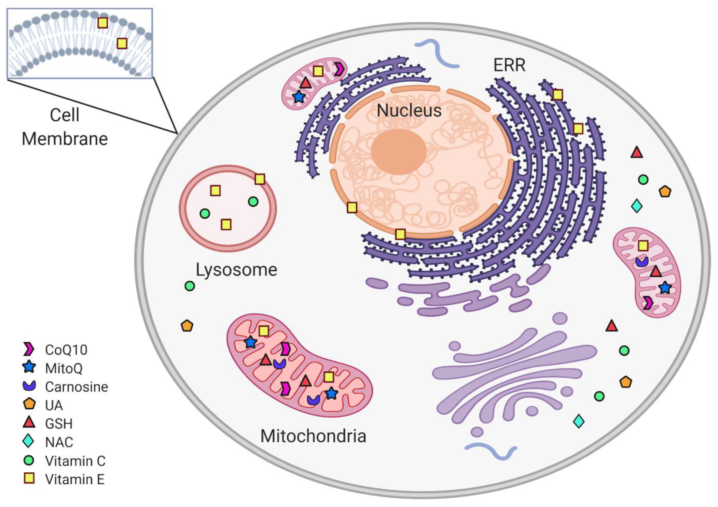 Antioxidants 10 00453 g003