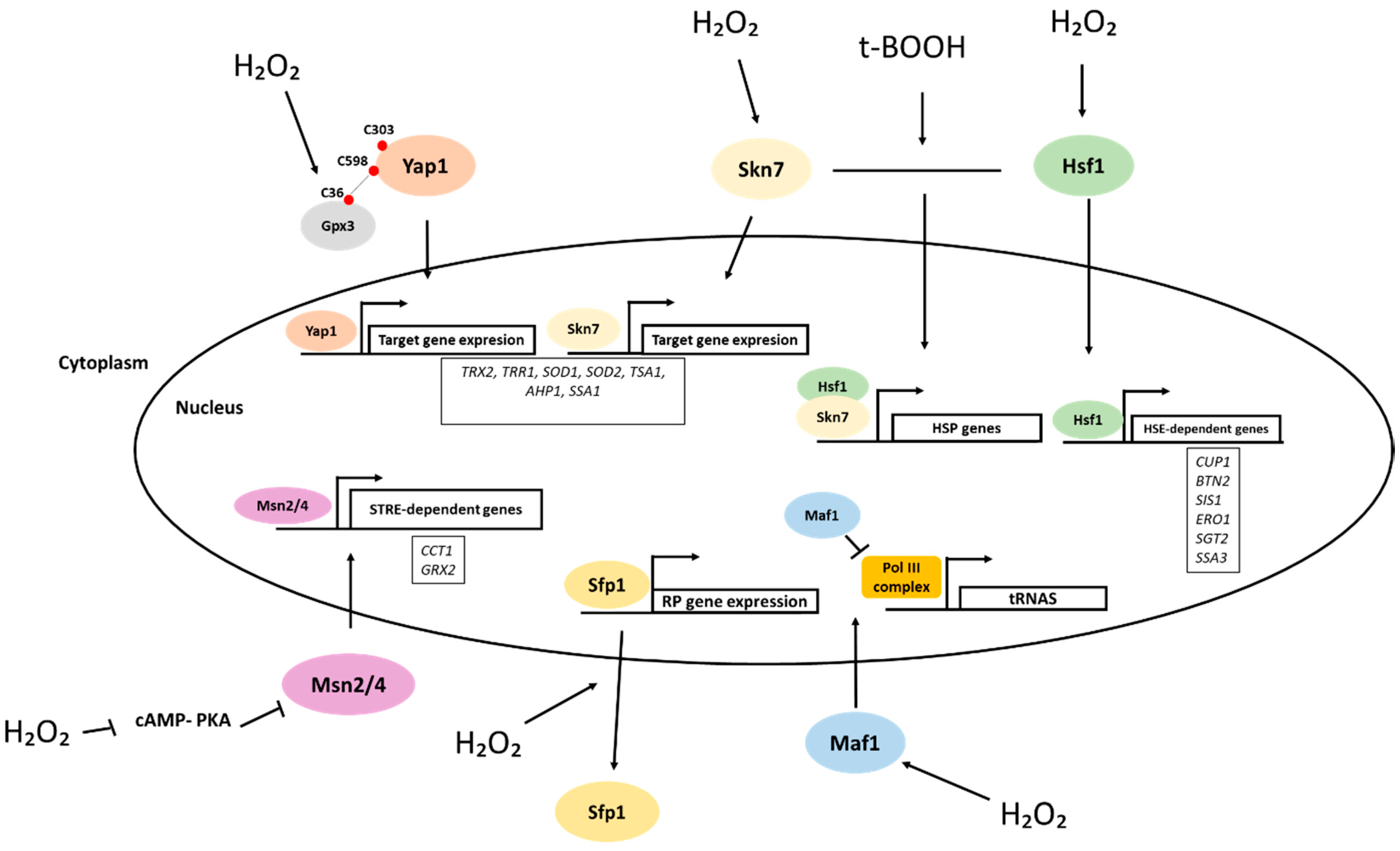 Antioxidants 10 00952 g001