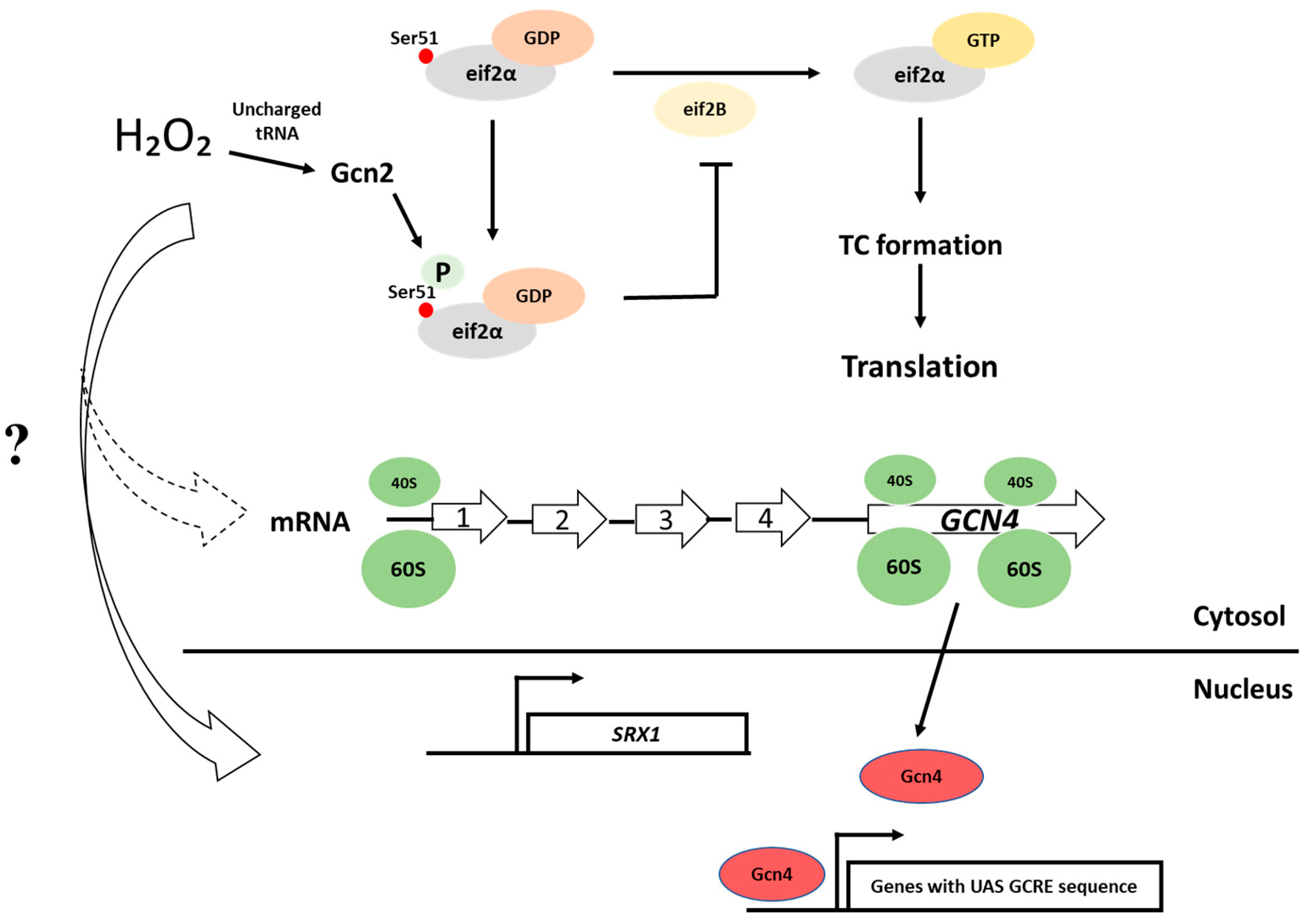 Antioxidants 10 00952 g002