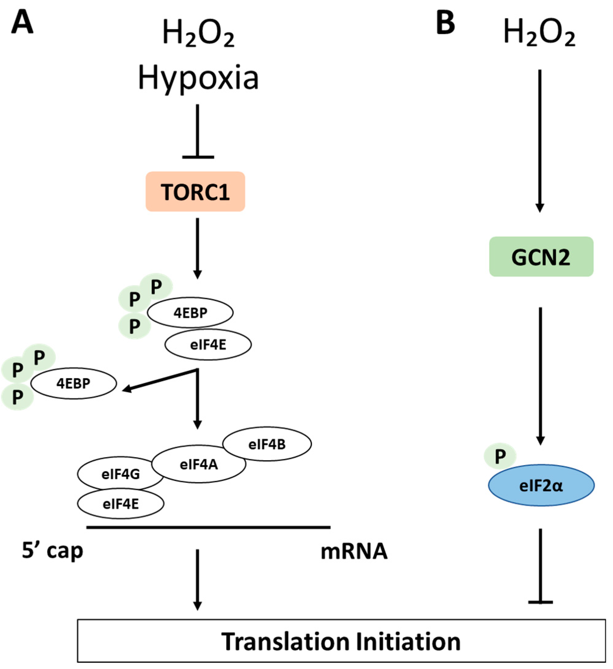 Antioxidants 10 00952 g003