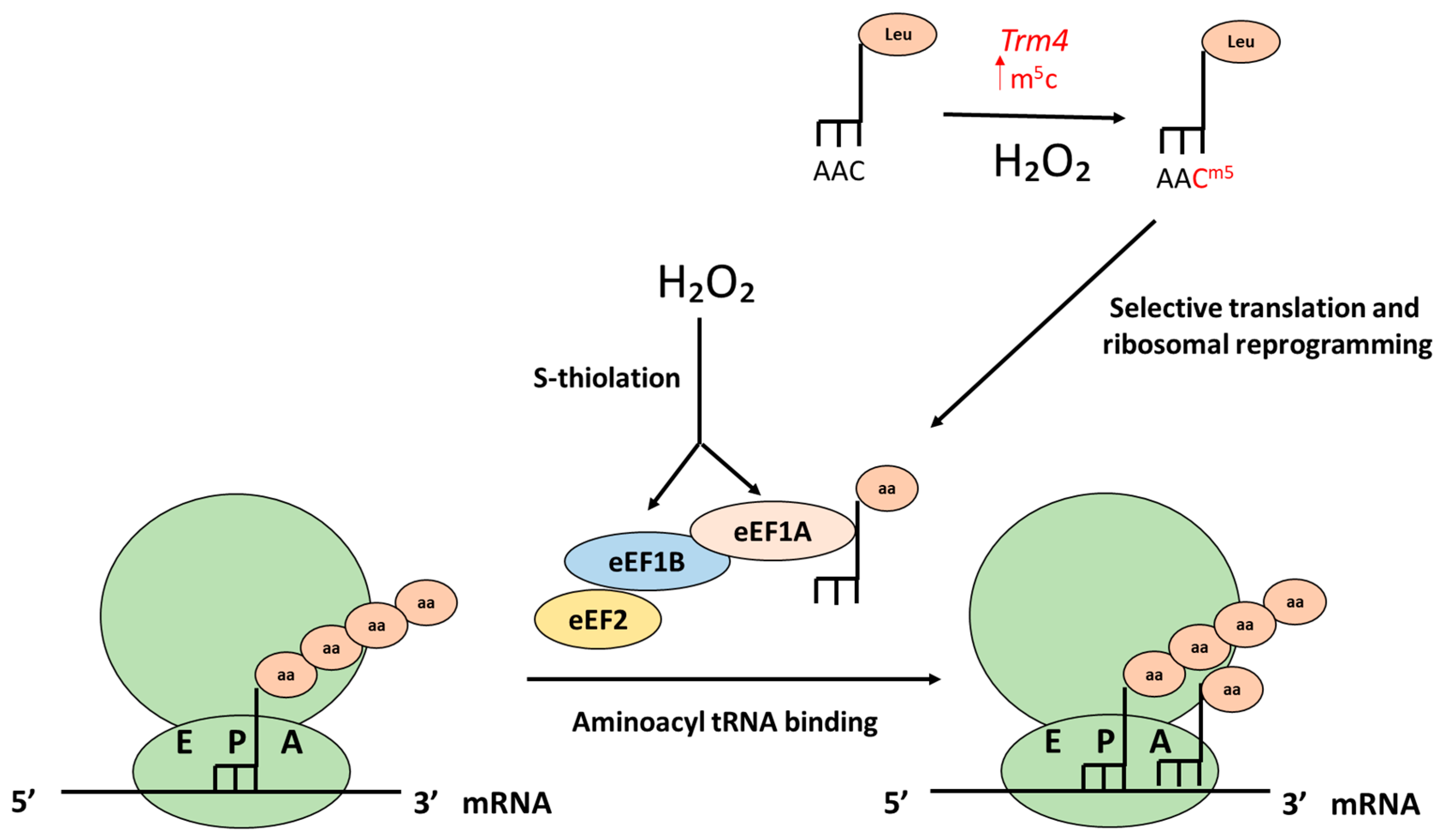 Antioxidants 10 00952 g004