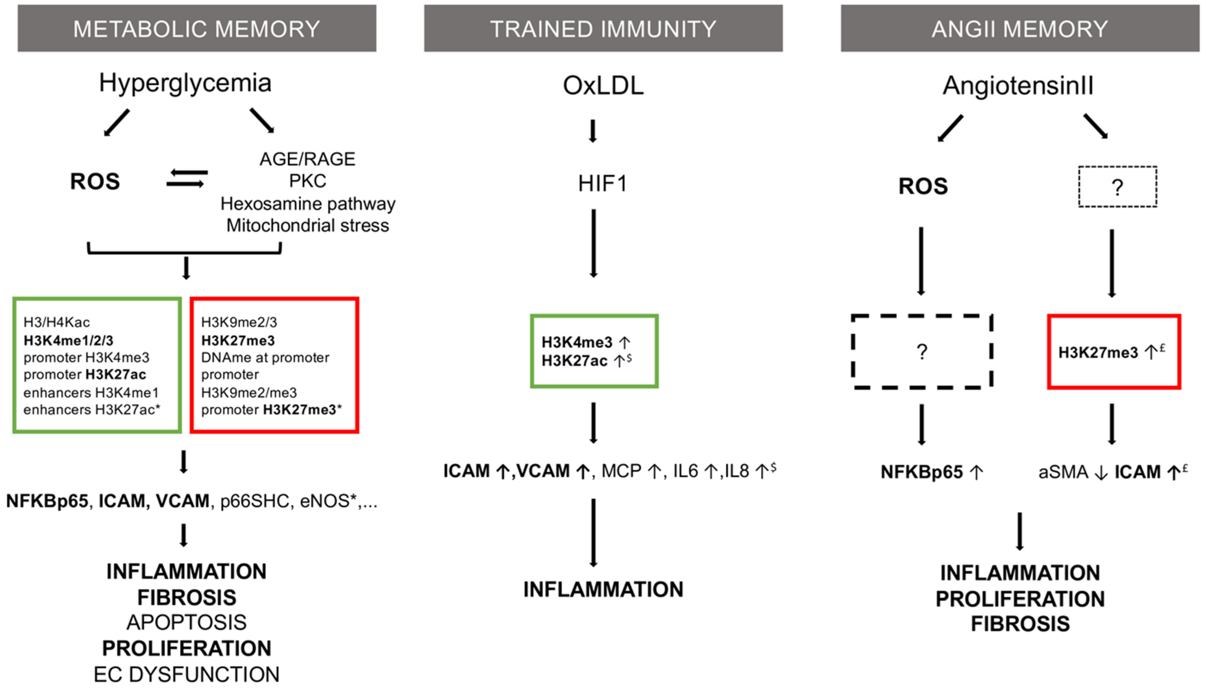 Antioxidants 10 01849 g001