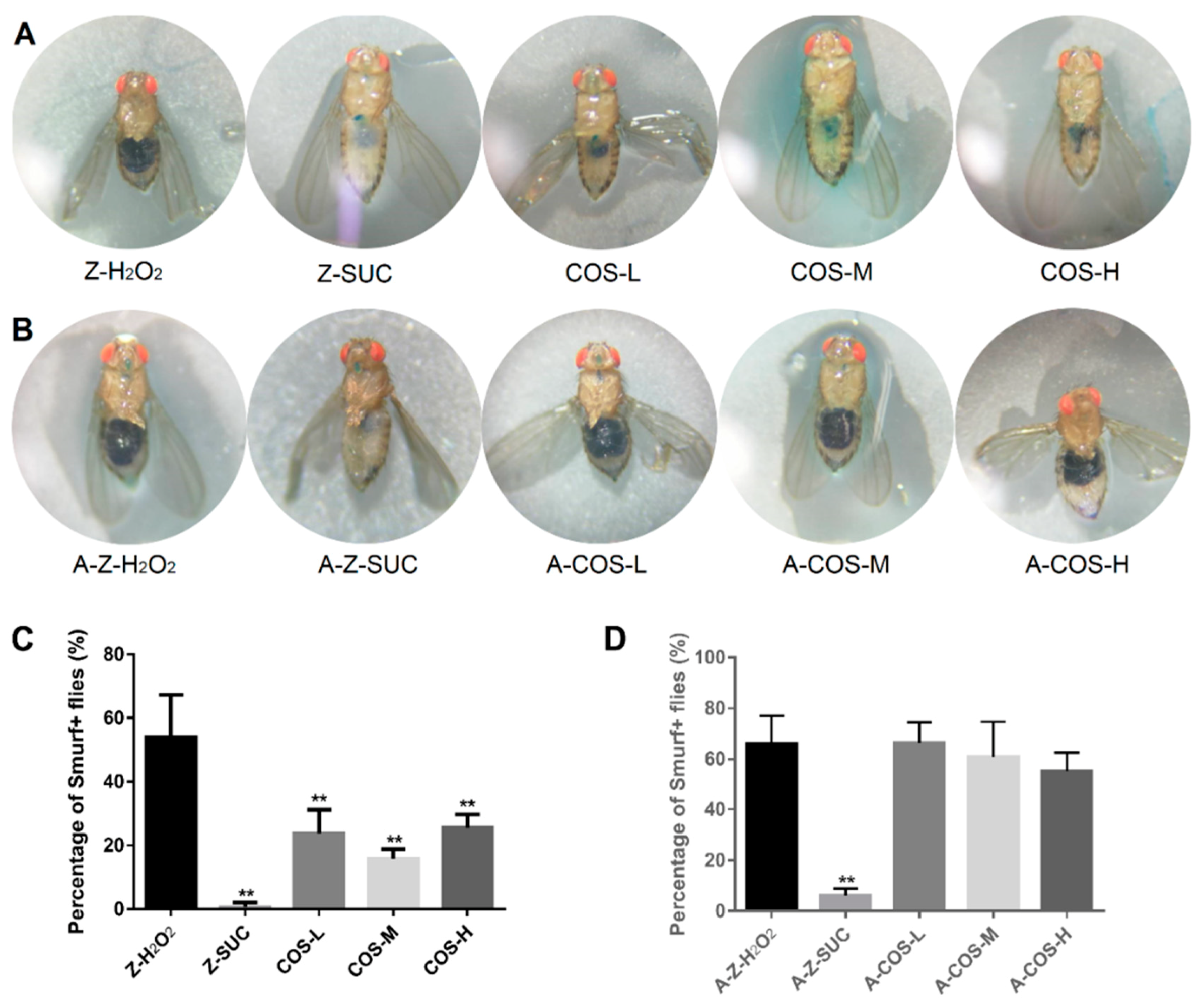 Antioxidants 10 01996 g004