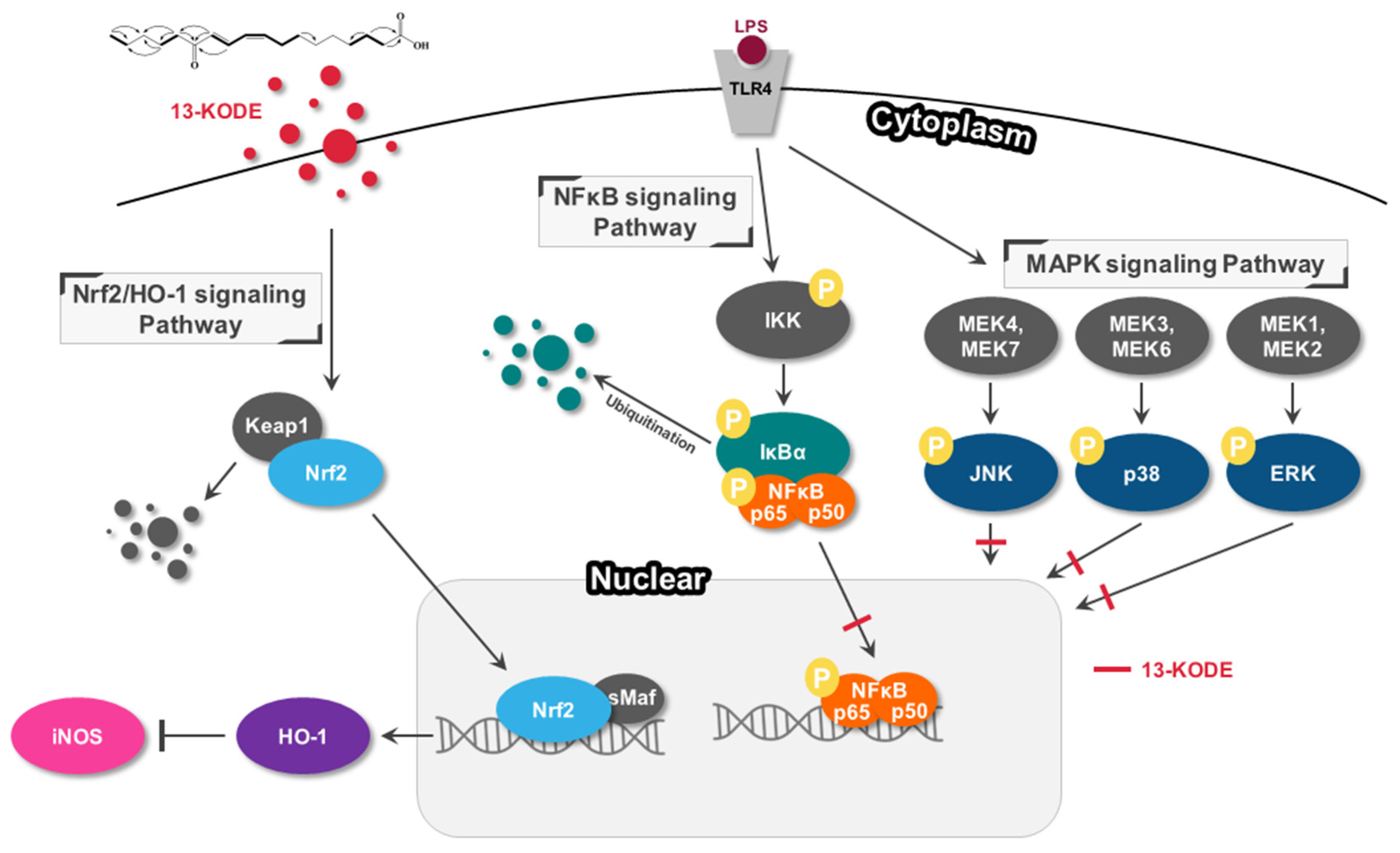 Antioxidants 11 00180 g008