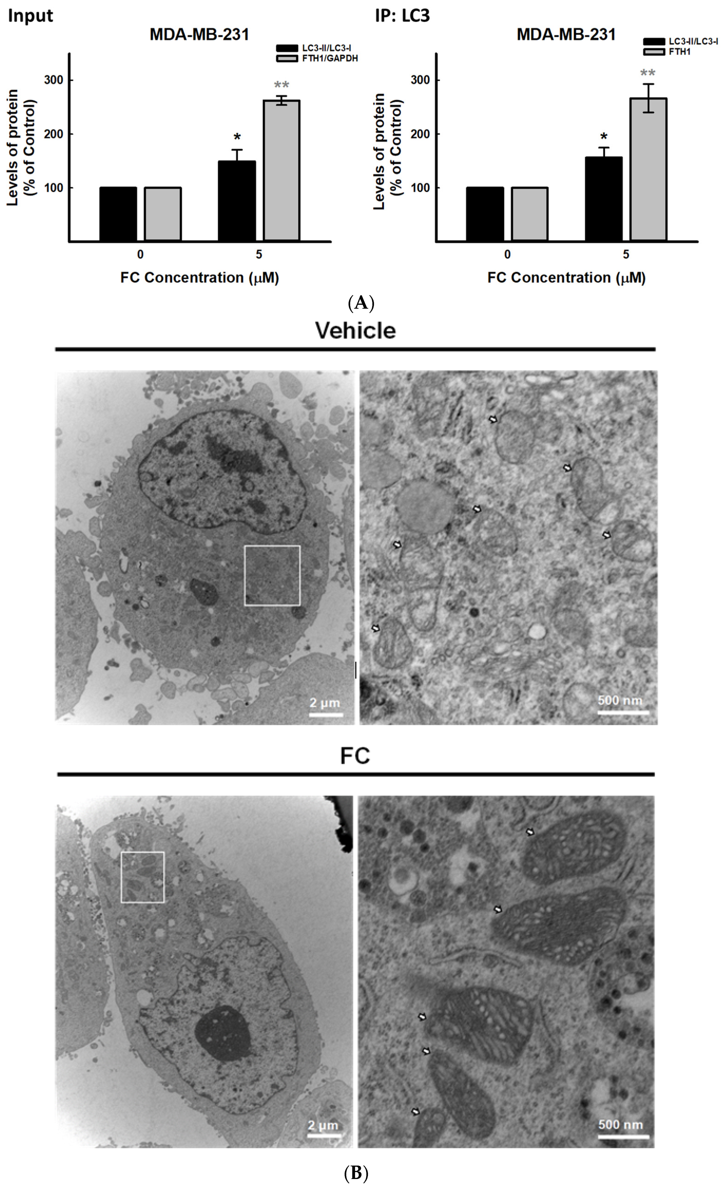 Antioxidants 11 00298 g004a