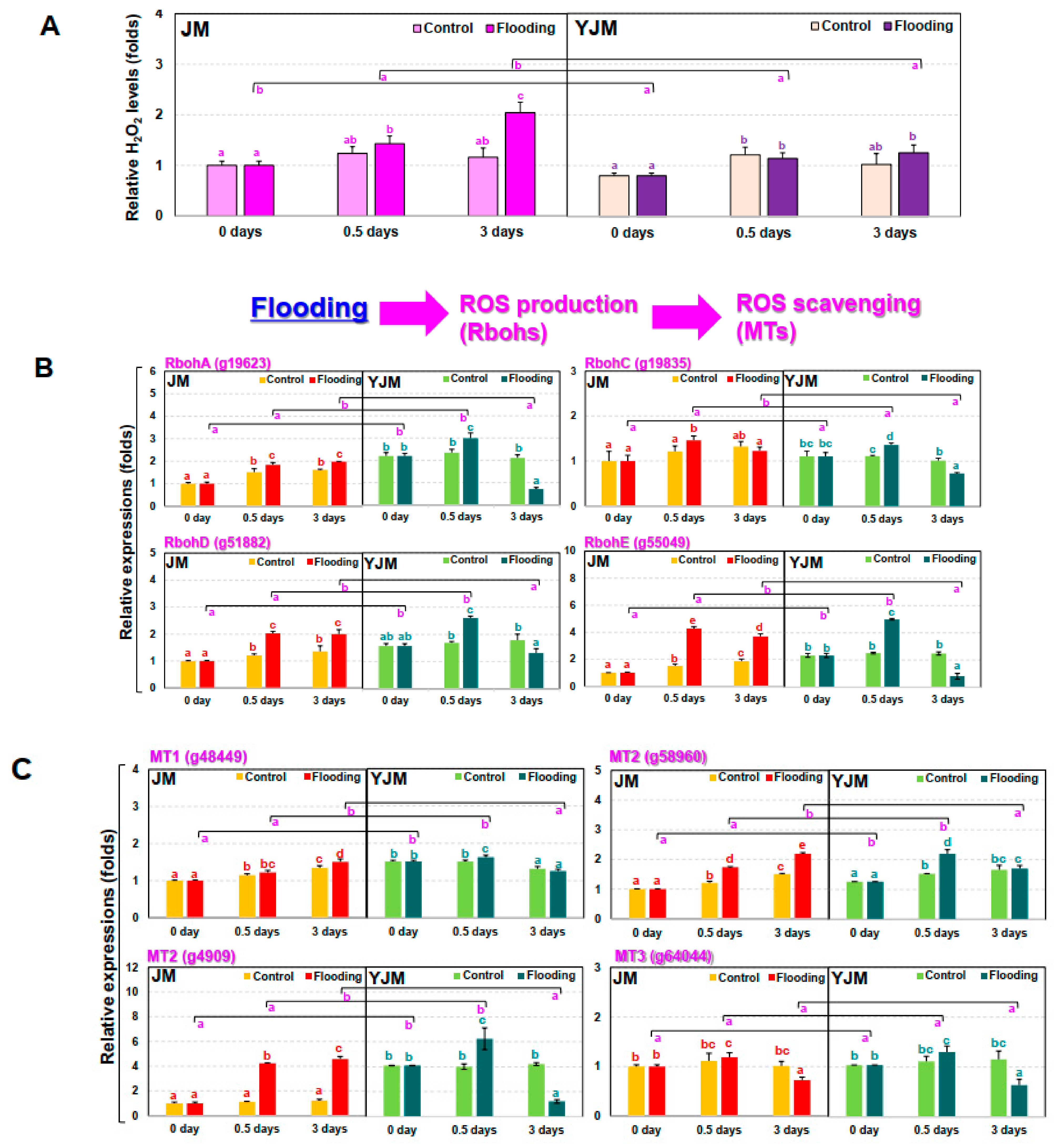 Antioxidants 11 00878 g002