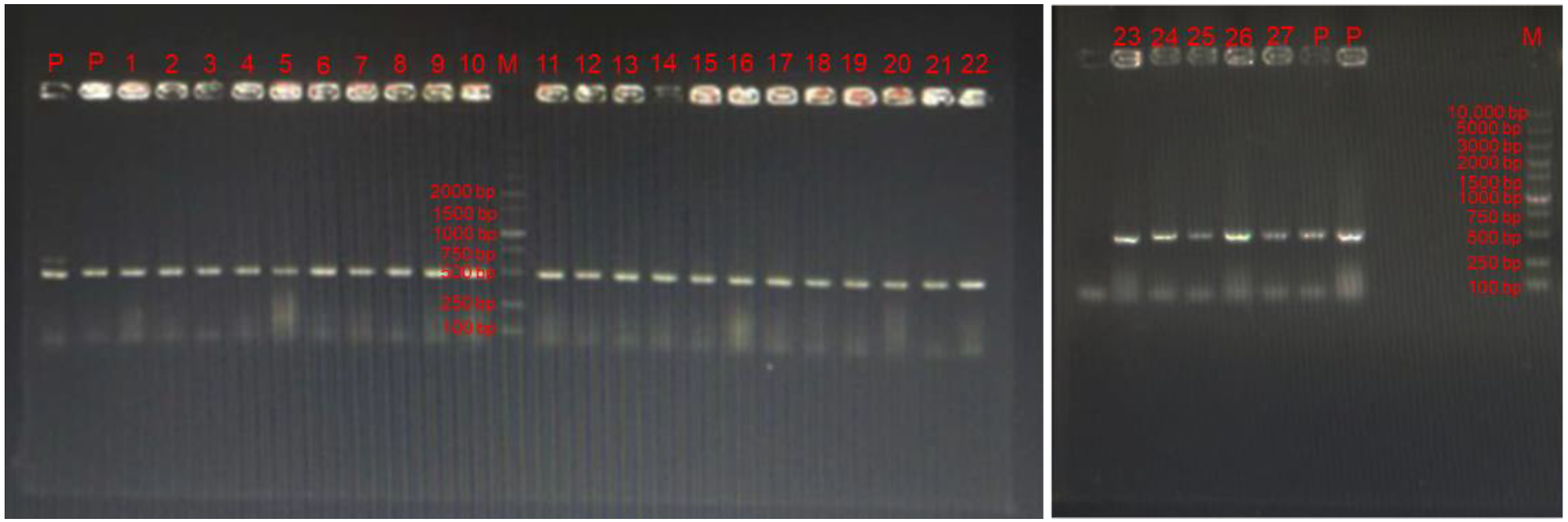 Antioxidants 11 01246 g001