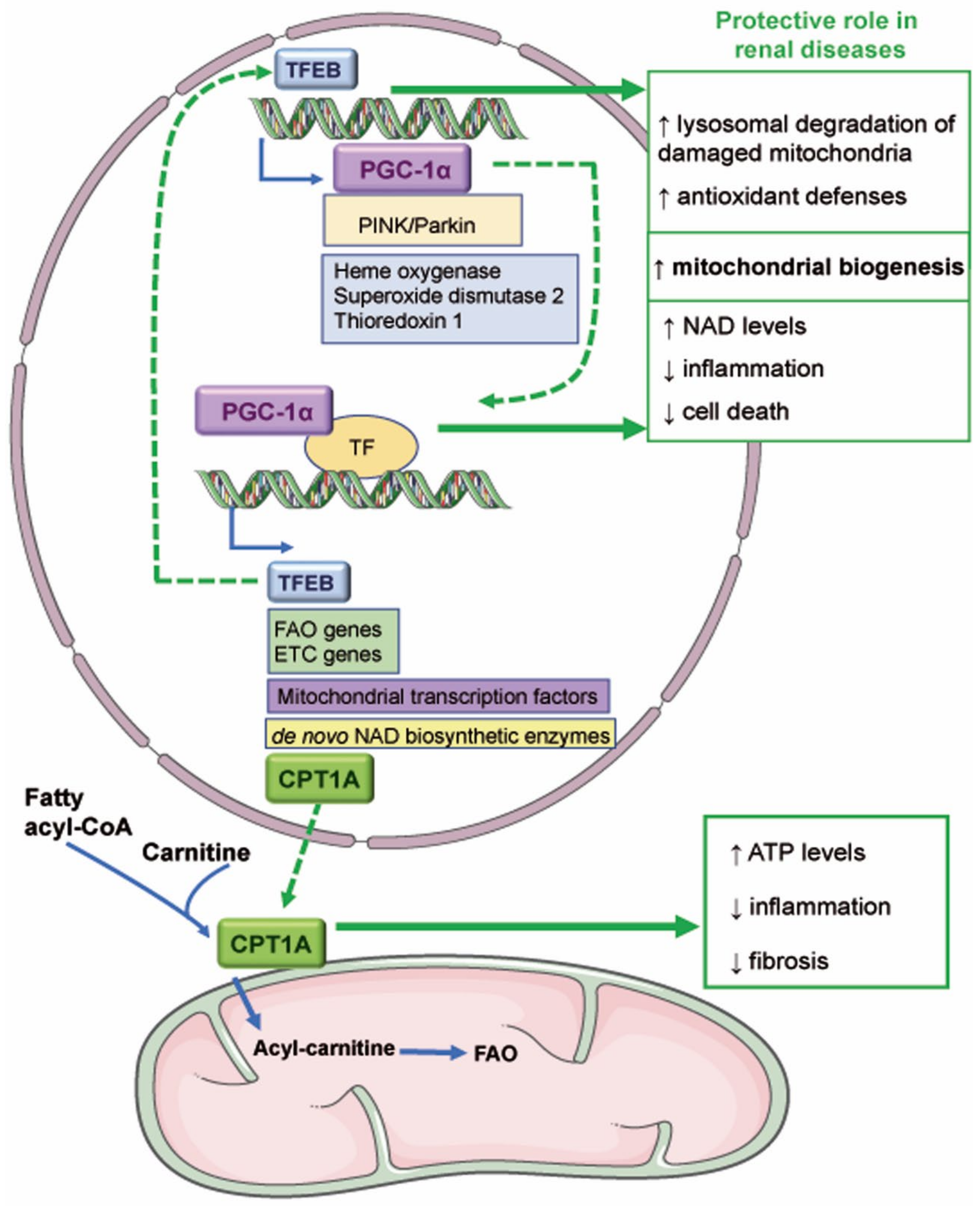 Antioxidants 11 01356 g002 Antioxidants 11 01356 g002