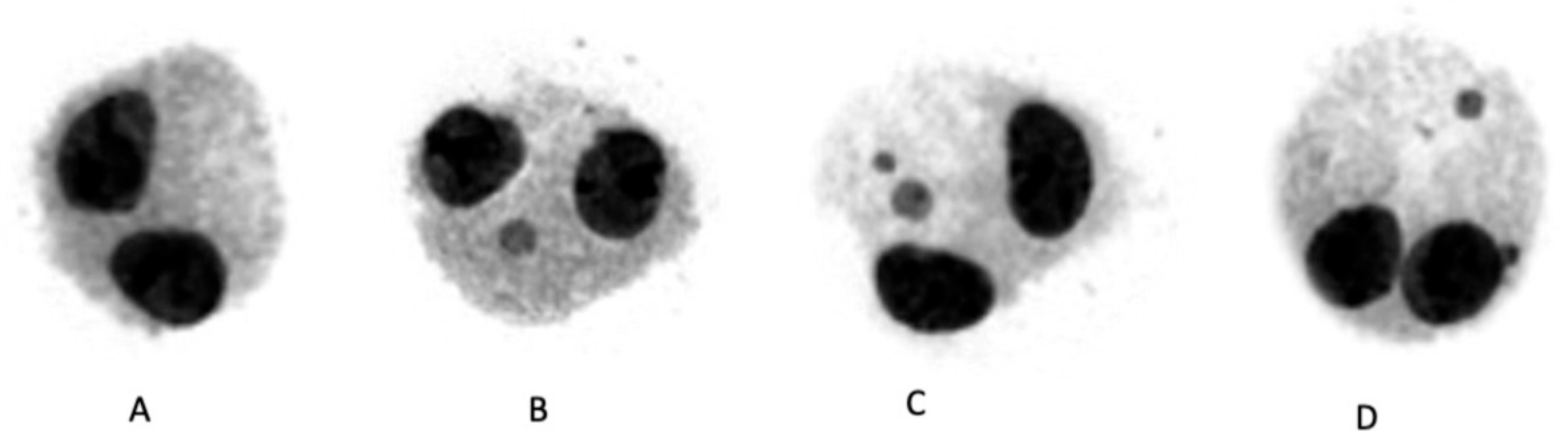 Antioxidants 11 01393 g001
