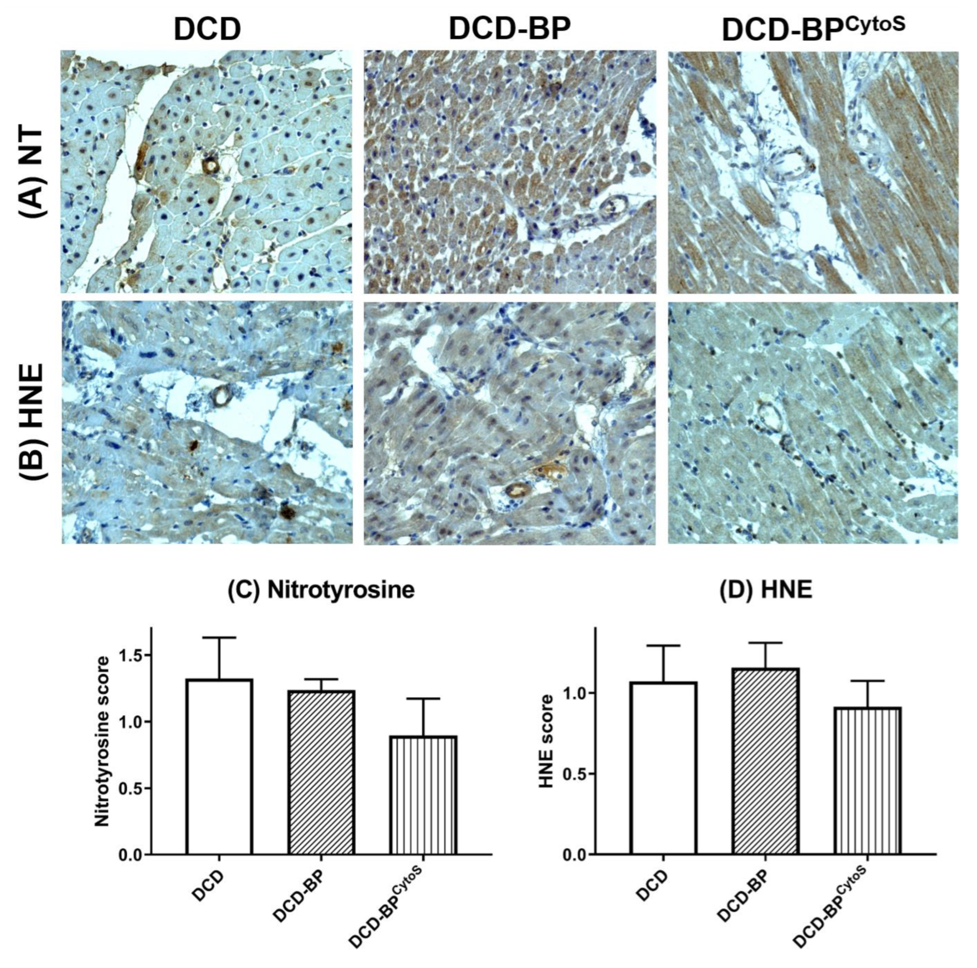 Antioxidants 11 02280 g005