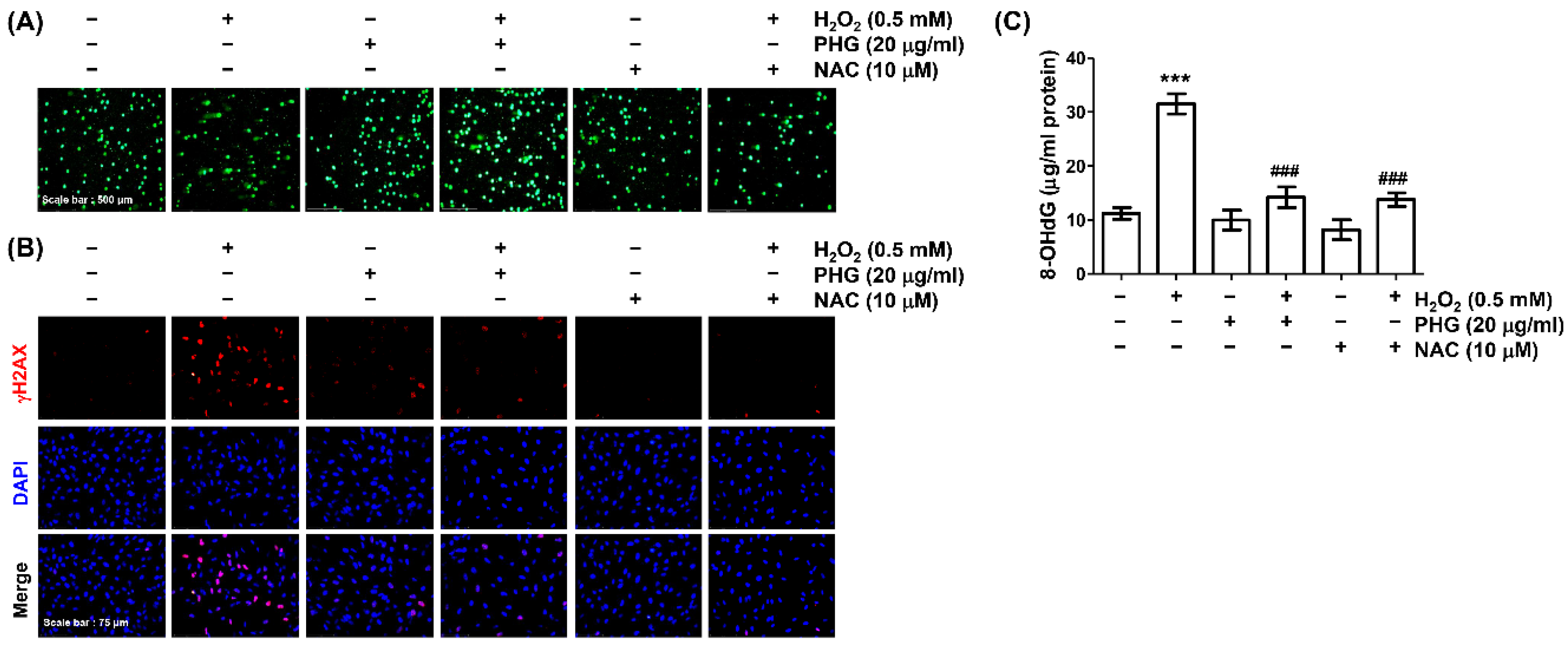 Antioxidants 11 02353 g004