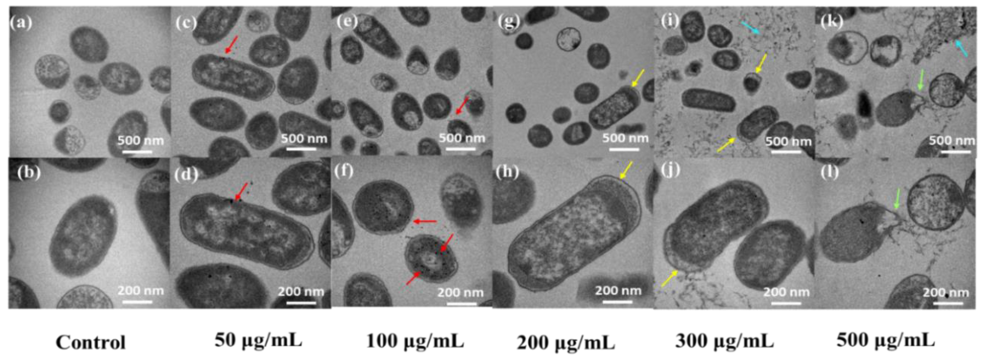 Antioxidants 11 02475 g008