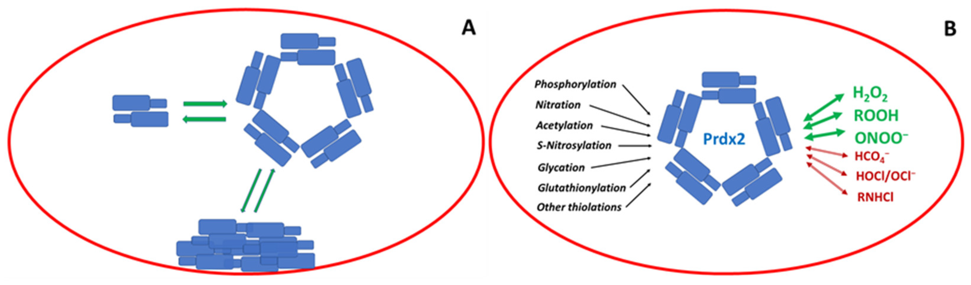 Antioxidants 12 01012 g002